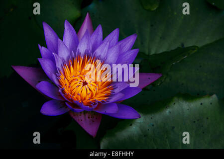 Chiusura del fiore di loto (Nymphaea caerulea) Foto Stock