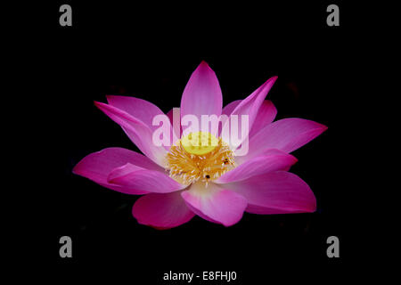 Close up di rosa fiori di loto (Nelumbo nucifera) Foto Stock