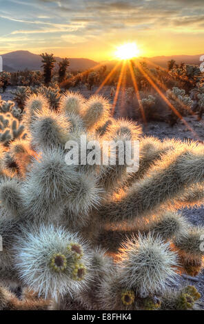 Stati Uniti, California, Joshua Tree National Park, Cholla cactus sunrise Foto Stock
