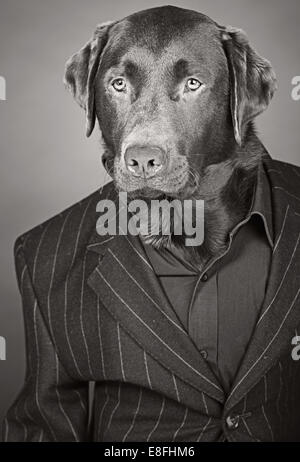 Fresco guardando il cioccolato Labrador in abito gessato Foto Stock