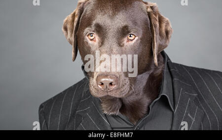 Fresco guardando il cioccolato Labrador in abito gessato Foto Stock