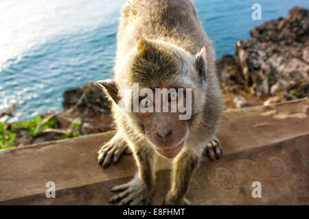 Monkey seduto sul muro, Bali, Indonesia Foto Stock