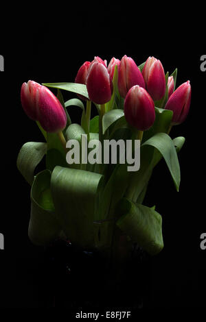 Tulipani rossi su sfondo nero Foto Stock