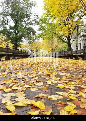 Central Park in autunno, Manhattan, New York, Stati Uniti Foto Stock