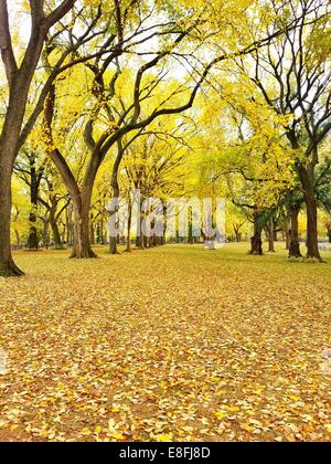 Central Park in autunno, Manhattan, New York, Stati Uniti Foto Stock
