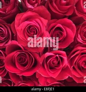 Close-up di rose rosse Foto Stock