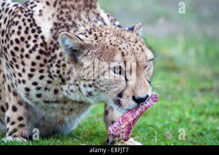 Cheetah alimentazione su un buck, Mpumalanga, Sud Africa Foto Stock