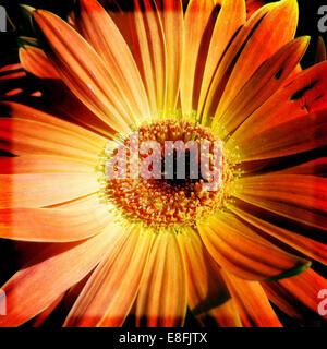 Close-up di orange gerbera fiore Foto Stock