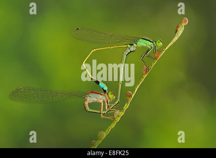 Indonesia, West Java, Bekasi, Damselfly in amore Foto Stock