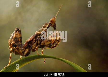 Indonesia Jakarta Special Capital Region, Rawamangun, Monster insetto Foto Stock