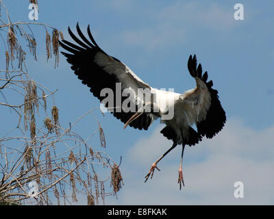 Wood Stork (Mycteria americana) in volo, Orlando, Orange County, Florida, USA Foto Stock