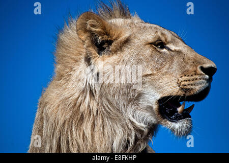 Ritratto di un giovane leone, Sud Africa Foto Stock