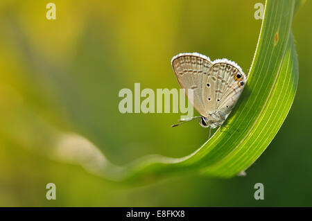 Farfalla sulla foglia, Bekasi, West Java, Indonesia Foto Stock