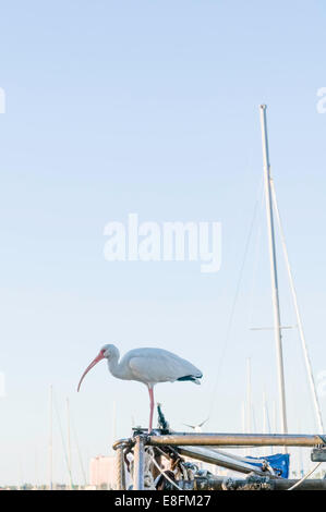Stati Uniti d'America, Florida, Miami, vista di bianco americano (ibis Eudocimus albus) Foto Stock