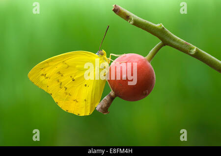 Farfalla su una bacca, Indonesia Foto Stock