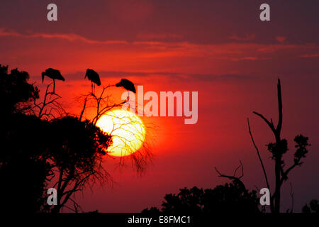 Kenya, Narok, il Masai Mara National Park, tramonto Africano paesaggio Foto Stock