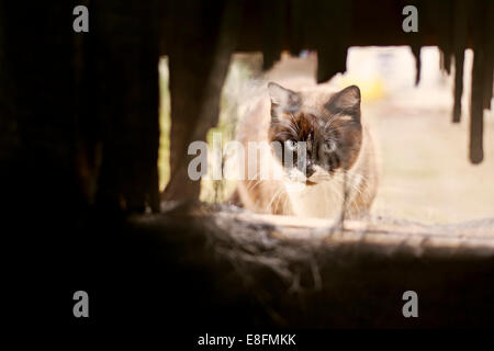 Spagna, gatto siamese gatto guardando attraverso il foro Foto Stock