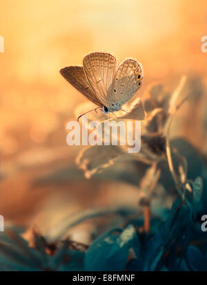 Indonesia, West Java, Bekasi, Close up di butterfly Foto Stock