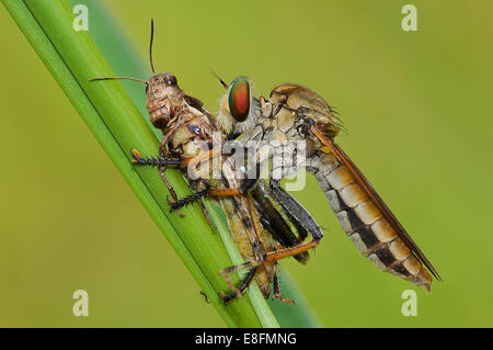 Indonesia, West Java, Bekasi, Close up del rapinatore volare con la preda Foto Stock