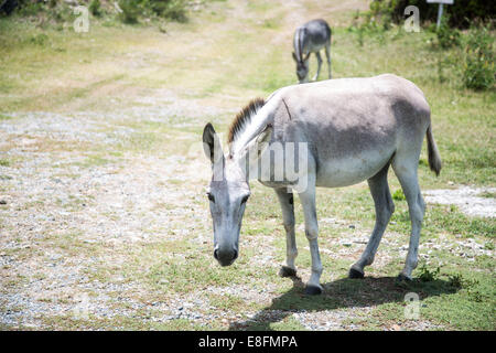 Due ciambelle selvatiche, San Giovanni, Indie Occidentali, Isole Vergini Americane, Stati Uniti Foto Stock