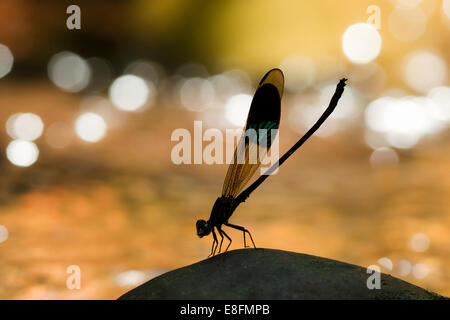 Primo piano di una mosca di damselfly su una roccia, Bengkayang, Kalimantan occidentale, Indonesia Foto Stock