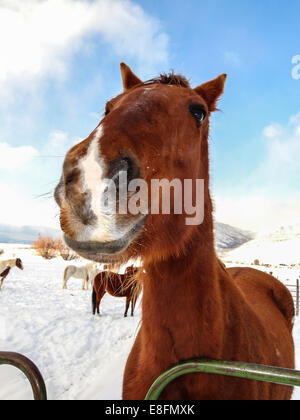 Ritratto di cavallo Foto Stock