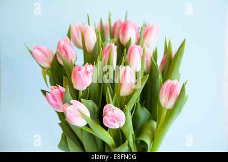 Close up di colore rosa e bianco i tulipani Foto Stock