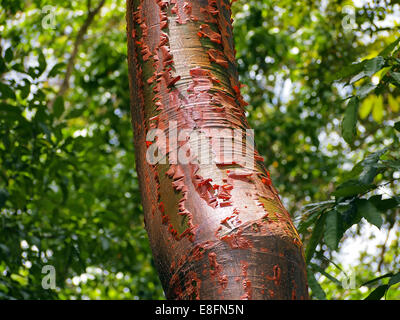 Gumbo Limbo di albero con corteccia rosso e alla pelatura Foto Stock