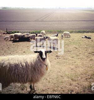 Gregge di pecore al pascolo Foto Stock