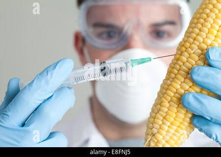 Scienziato iniettando il tutolo di mais Foto Stock