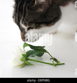 Close-up di un gatto odorare un fiore Foto Stock