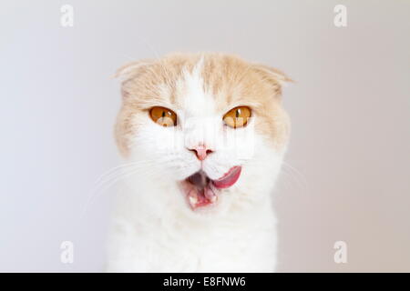 Ritratto di affamato gatto scozzese piega leccando le sue labbra Foto Stock