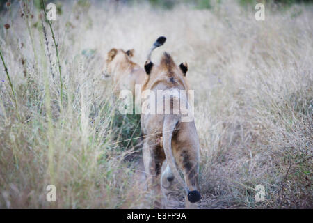 Due leonesse caccia in erba lunga, sud africa Foto Stock