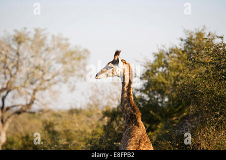 Sud Africa, vista posteriore della giraffa Foto Stock