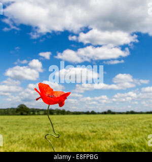 Vista di papavero nel campo Foto Stock