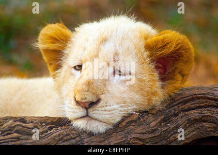 Foto di White Lion Cub (Panthera leo krugeri) giacente sul tronco di albero, Limpopo, Sud Africa Foto Stock