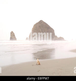 Vista posteriore del pug seduto sulla spiaggia, Cannon Beach, Oregon, Stati Uniti Foto Stock