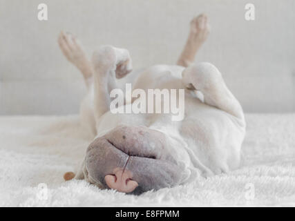 Shar pei cucciolo che dorme capovolto su un letto Foto Stock