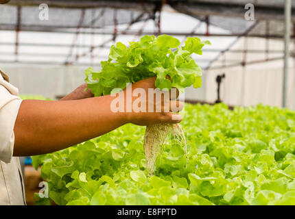 Organici vegetali hydroponic farm, Thailandia Foto Stock