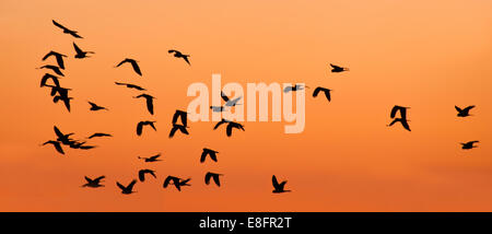 Cockatoos neri in volo al tramonto, Australia Foto Stock