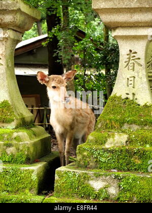 Giappone, Nara, Deer Fawn Foto Stock