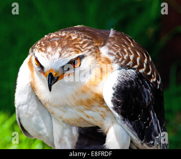 Ritratto di un nero-kite con spallamento, Knysna, Western Cape, Sud Africa Foto Stock