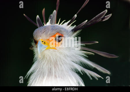 Segretario Bird, Western Cape, Sud Africa Foto Stock