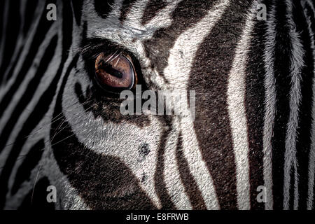 Close-up dell'occhio di una zebra Foto Stock