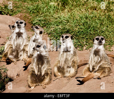 Sei meerkat (suricata suricatta) seduti su rocce Foto Stock