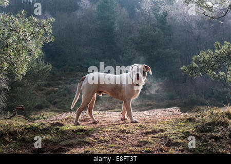 Regno Unito, Inghilterra, West Midlands, Stoke-on-Trent, Old Tyme Bulldog al Park Hall nella luce del sole di mattina Foto Stock