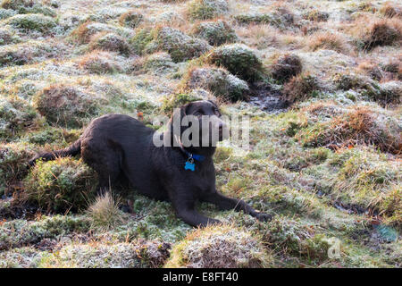 Regno Unito, Inghilterra, West Midlands, Staffordshire, Downs banche, Cioccolato labrador cucciolo sdraiato sul frosty erba Foto Stock