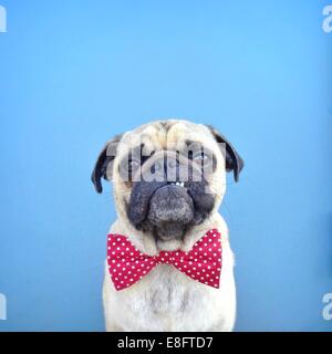 Ritratto di un cane Pug con atteggiamento che indossa la cravatta ad arco Foto Stock