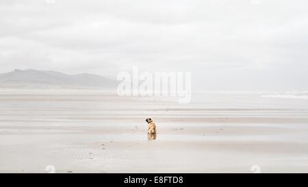 Vista posteriore del cane pug seduto sulla spiaggia, California, Stati Uniti Foto Stock