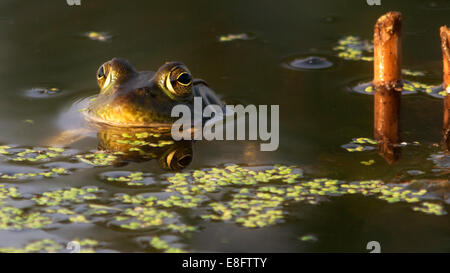 Appoggio di rana in acqua Foto Stock